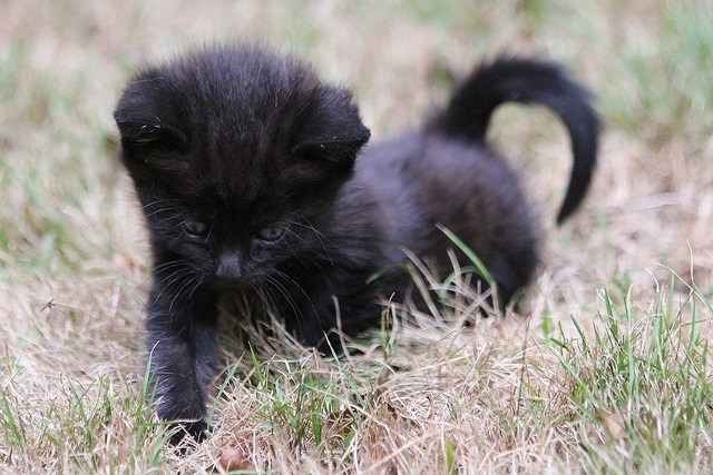 pictures of cute puppies and kittens