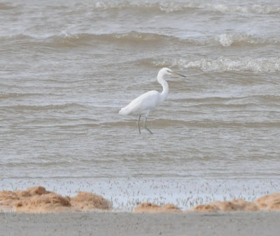 Chinese Egret (Egretta eulophotes)