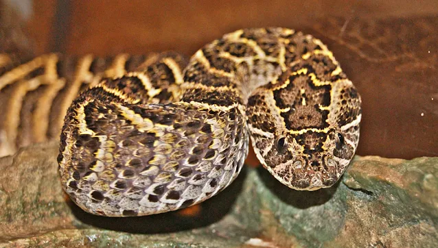 Ular Puff Adder (Bitis arietans)