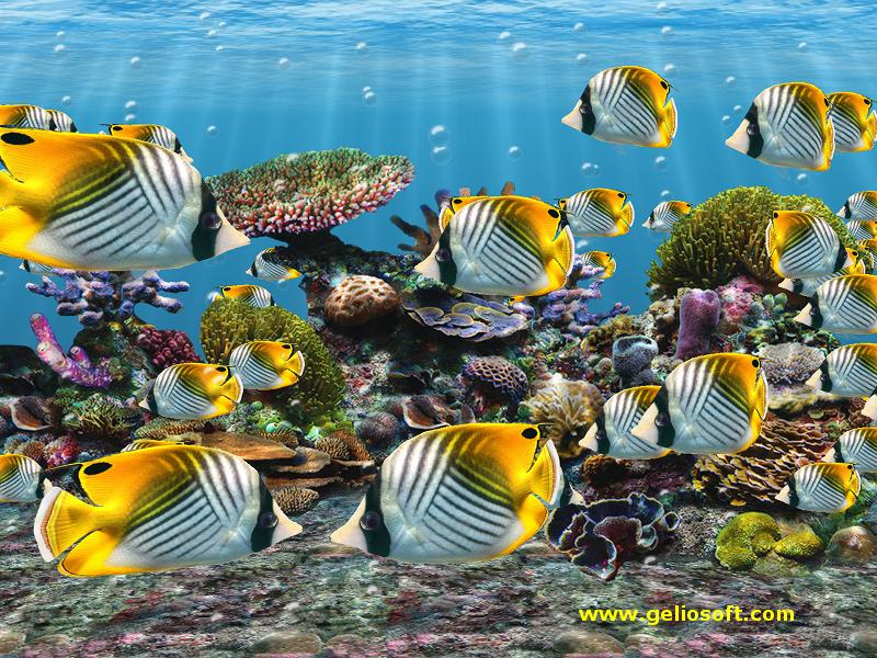 fish tank wallpaper. 3d Fish Tank Wallpaper.