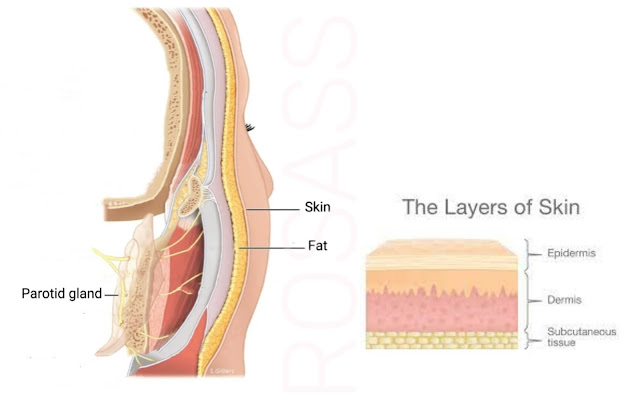 Salivary glands