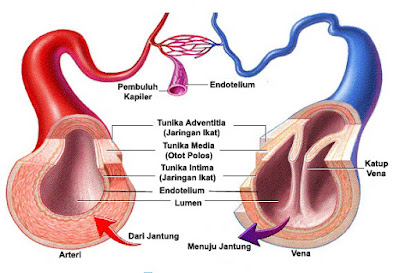 anatomi struktur pembuluh darah