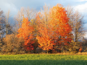 fall colors