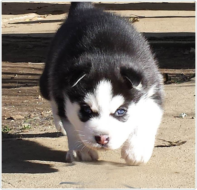 Siberian Husky Dog