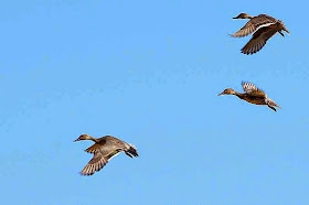 3 ducks in flight