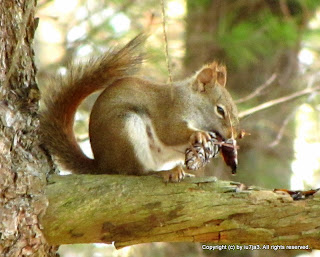 Red Squirrel