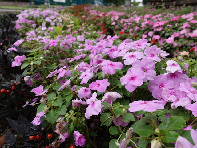 とっとり花回廊のゲート近くの花壇