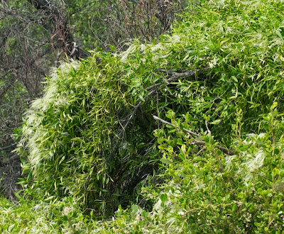 White Clematis (Clematis pubescens)