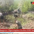 1500 Bibit Mangrove Dipersiapkan Kodim 0319 Mentawai