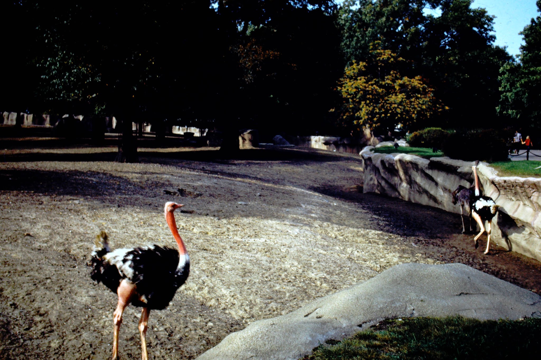 Zoo 1949