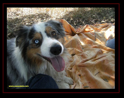 australian shepherd in Montemor-O-Novo