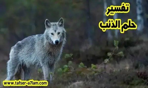تفسير حلم الذئب