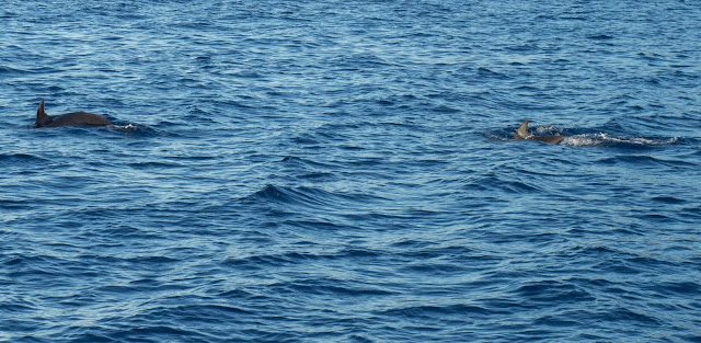 Tursiopi (Tursiops truncatus) ©Valeriaderiso