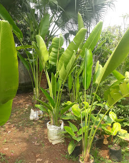 Manfaat Tanaman Pisang Kipas Ravenala Madagascariensis