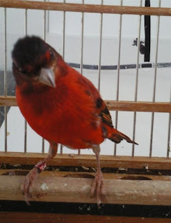 Suara Kenari Silangan Dengan Red Siskin