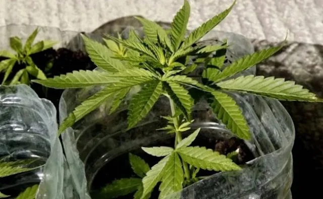 Estudio: El 40% de jóvenes dominicanos consume marihuana