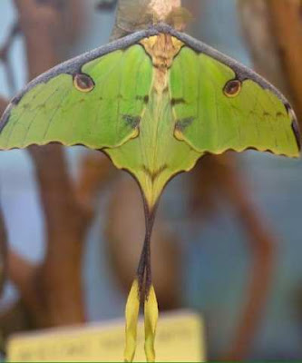 African moon moth