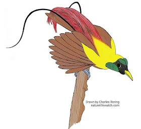 Raja Ampat's paradise bird