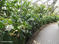 Rangoon creeper, 30 feet long - Kyoto Botanical Gardens Conservatory, Japan