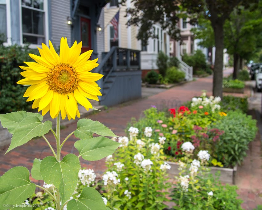 Portland, Maine USA September 2016 photo by Corey Templeton A well maintained sidewalk along North Street on Munjoy Hill.