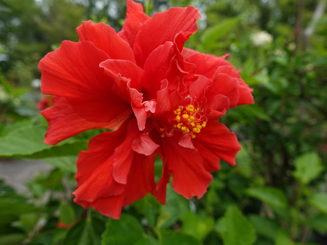 とっとり花回廊のハイビスカス