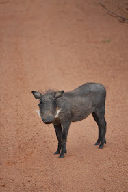 warthog standing in a dirt road