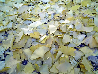 leaves of ginkgo on the ground