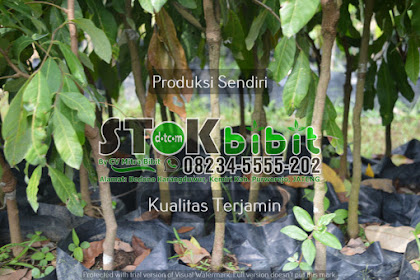 Kurma (pohon)                                       belajar dari pohon kurma