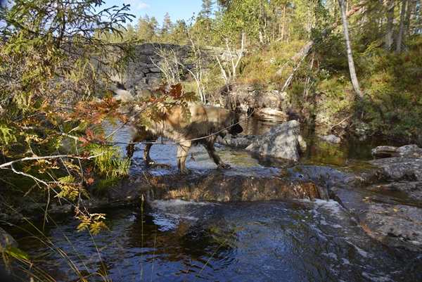 gulsvik leonberger