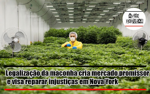 Mais do que assegurar a receita anual de US$ 350 milhões em arrecadação de impostos ao estado, o acordo fechado entre líderes legislativos para o uso de maconha recreativa em Nova York visa a reparar as disparidades nas comunidades afetadas pela prolongada guerra contra as drogas. Estatísticas mostram que os negros são presos por porte de maconha numa proporção de 15 vezes maior em relação aos brancos na cidade de Nova York. Entre os hispânicos, o número é cinco vezes maior.