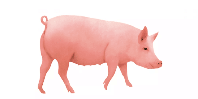تفسير حلم رؤية الخنزير في المنام لابن سيرين