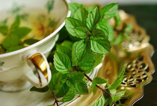 Medicinal-herbs-herbs-and-spices