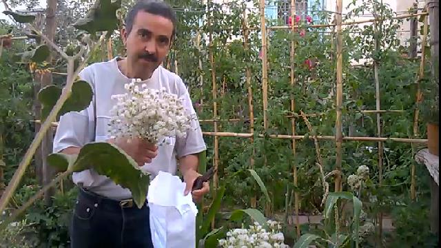 chokri hizem