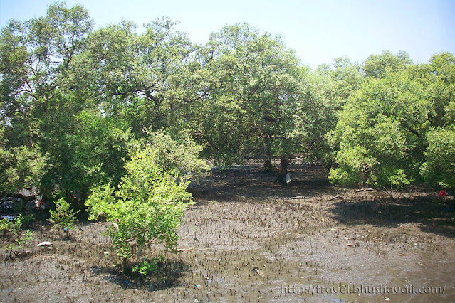 Eco tourism in India - Elephanta Caves - aerial roots