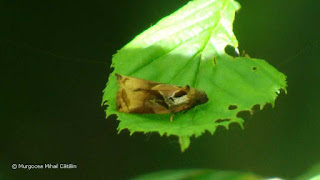 Archips podana (male) DSC160519