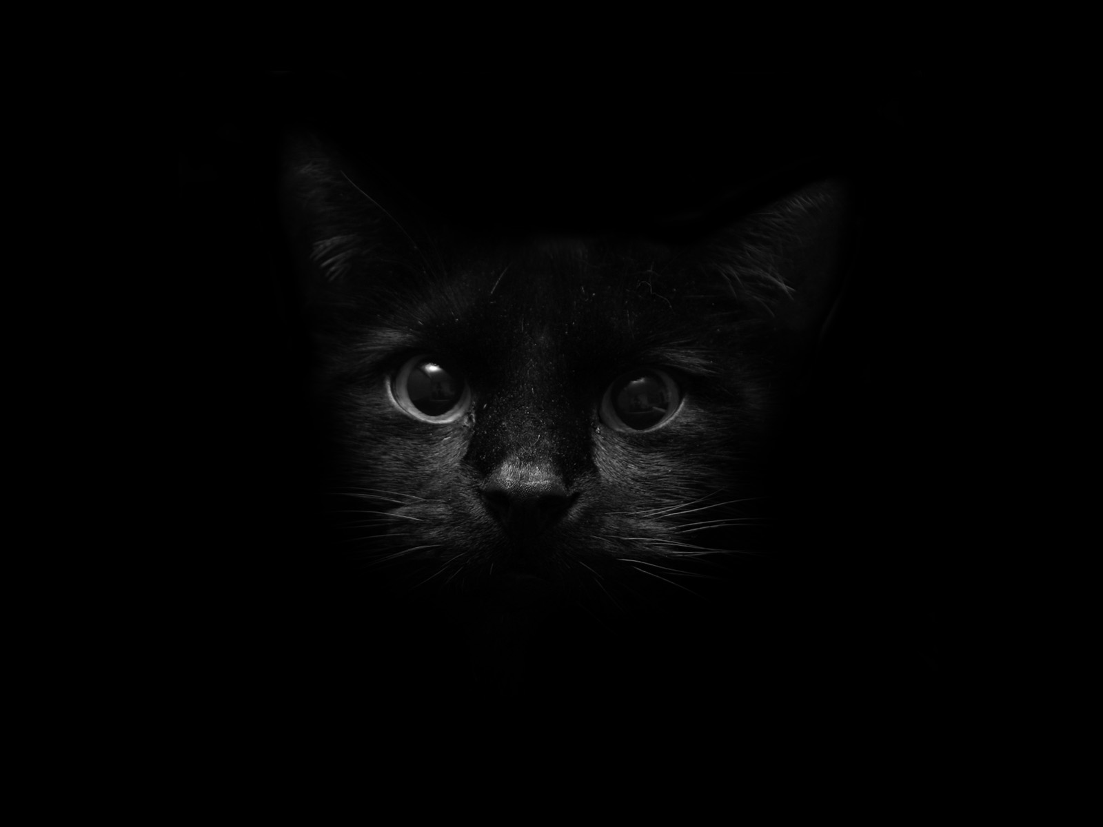 wallpaperew Black  Cat  wallpaper