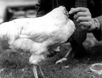 Mike The Headless Chicken