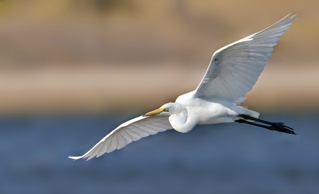 Beautiful Cattle Egret Flying Wallpaper