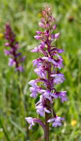 Fragrant Orchid, Gymnadenia conopsea.  Downe Bank, 11 June 2015.