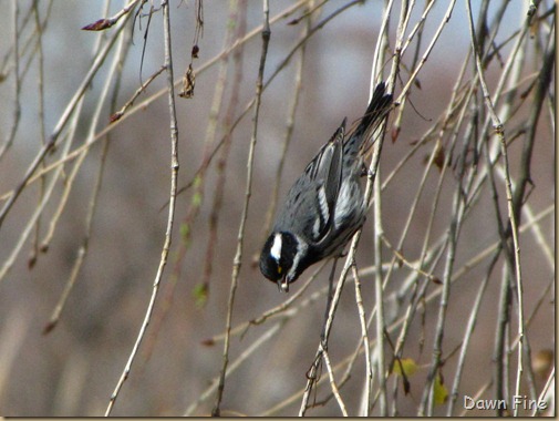 sweetwater wetlands_132