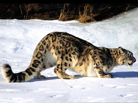 Snow Leopard Hunting Photo