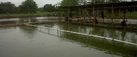 Kondisi Kolam dan Pengaruh Umpan Jitu