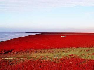 Panjin Red Beach 3