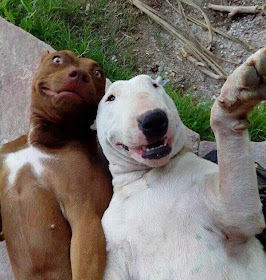 adorable dog pictures, dogs take a selfie