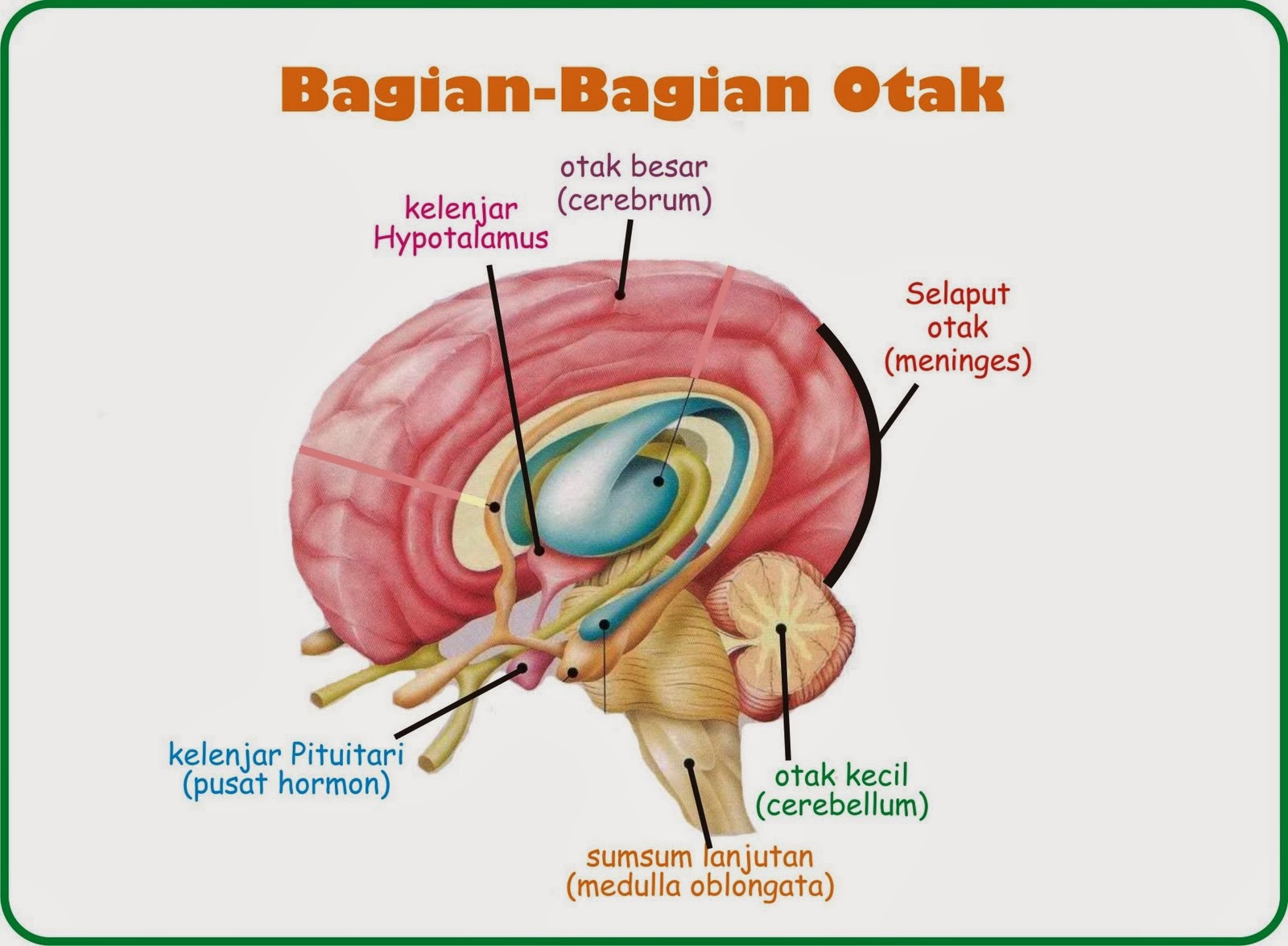 Learning and Teach Otak 