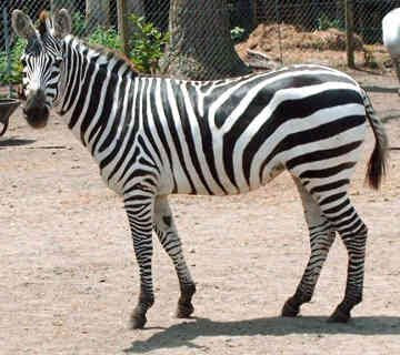 Zebra have never been truly domesticated