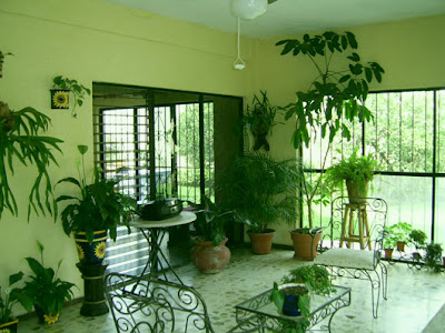 Plants  Indoors on Room Interior With Indoor Plants Ideas   Suitable For Plants Lover