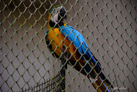 Macaw  at Bannerghatta National Park, #traveldiary1234