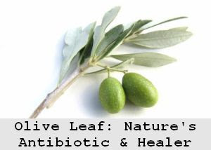 https://foreverhealthy.blogspot.com/2012/04/olive-leaf-extract-is-mother-natures.html#more