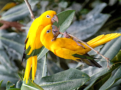 YellowParrot HD Birds wallpaper